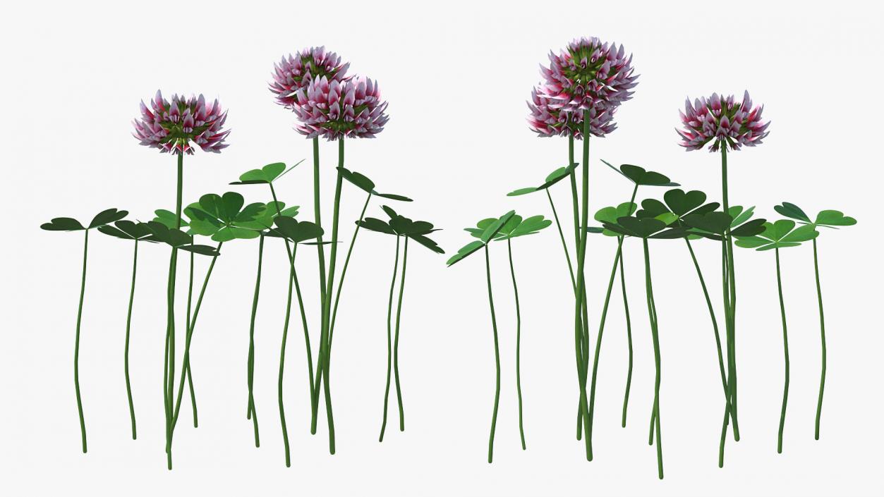 Flowering Plants Collection 9 3D model