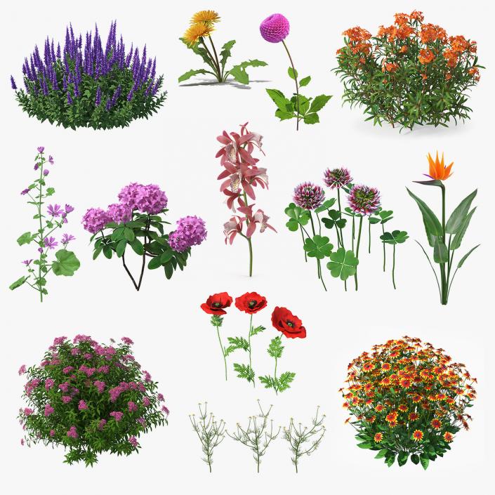 Flowering Plants Collection 9 3D model