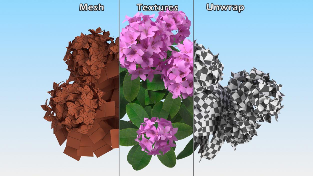 Flowering Plants Collection 9 3D model