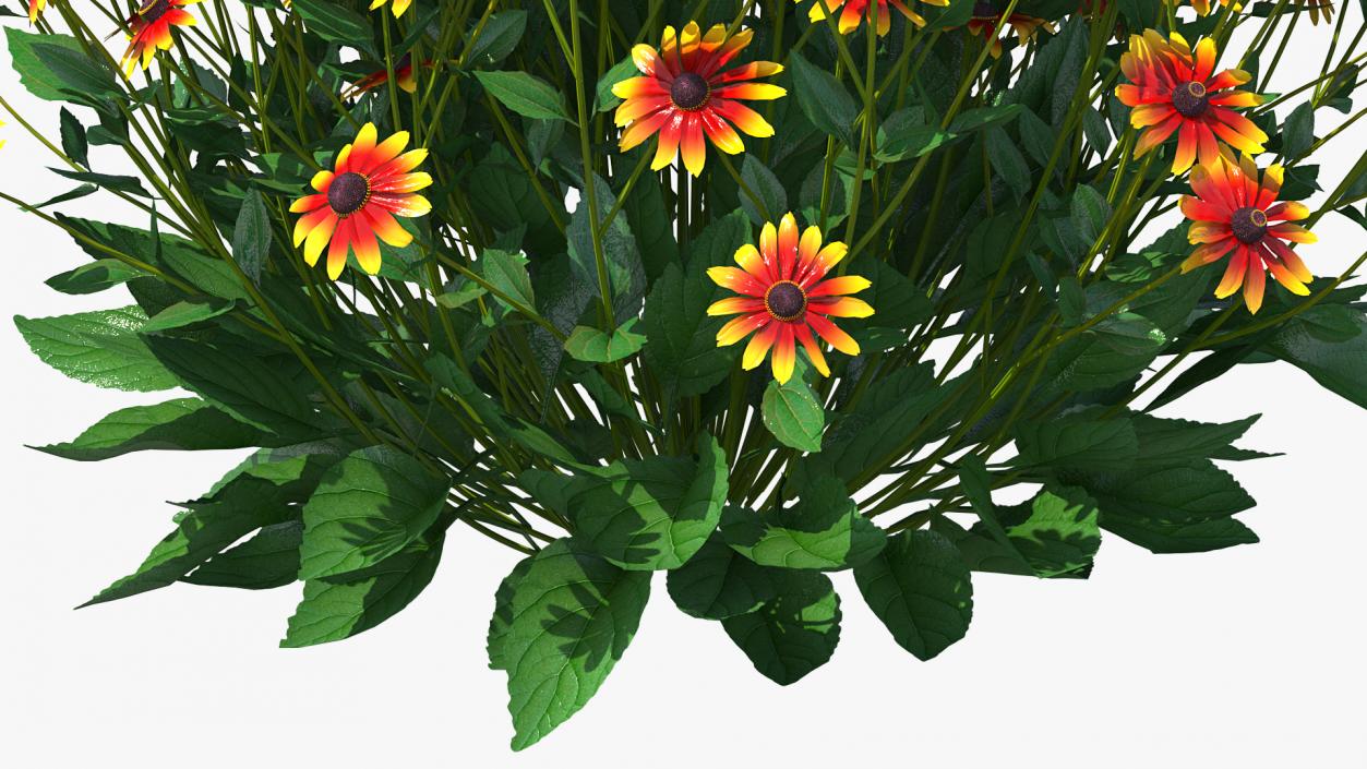 Flowering Plants Collection 9 3D model