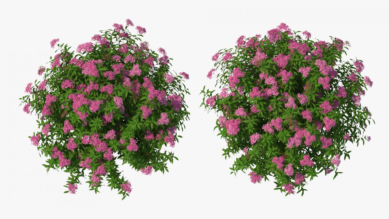 Flowering Plants Collection 9 3D model