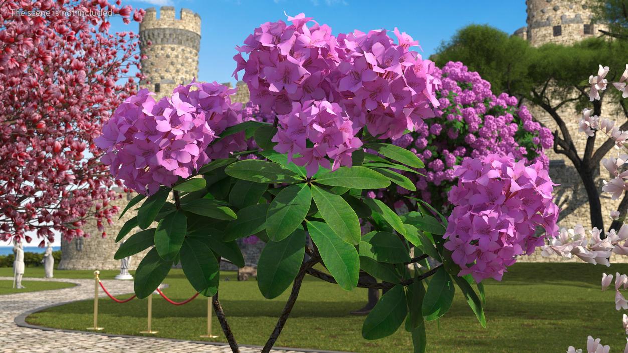 Flowering Plants Collection 9 3D model