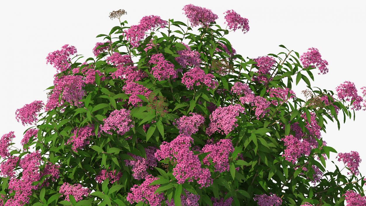 Flowering Plants Collection 9 3D model