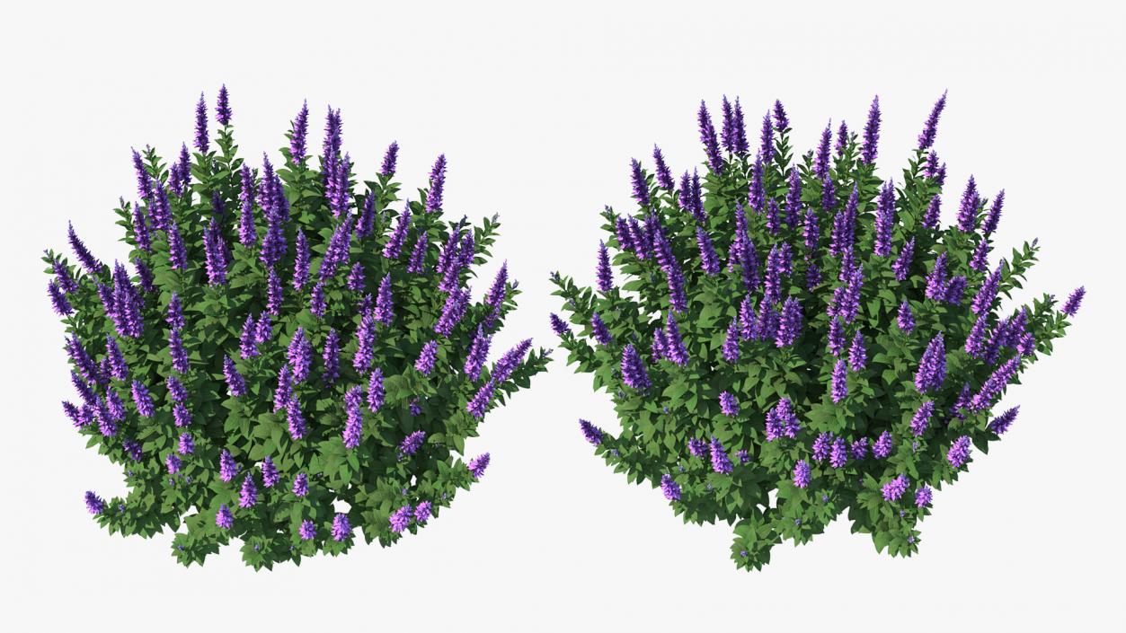 Flowering Plants Collection 9 3D model