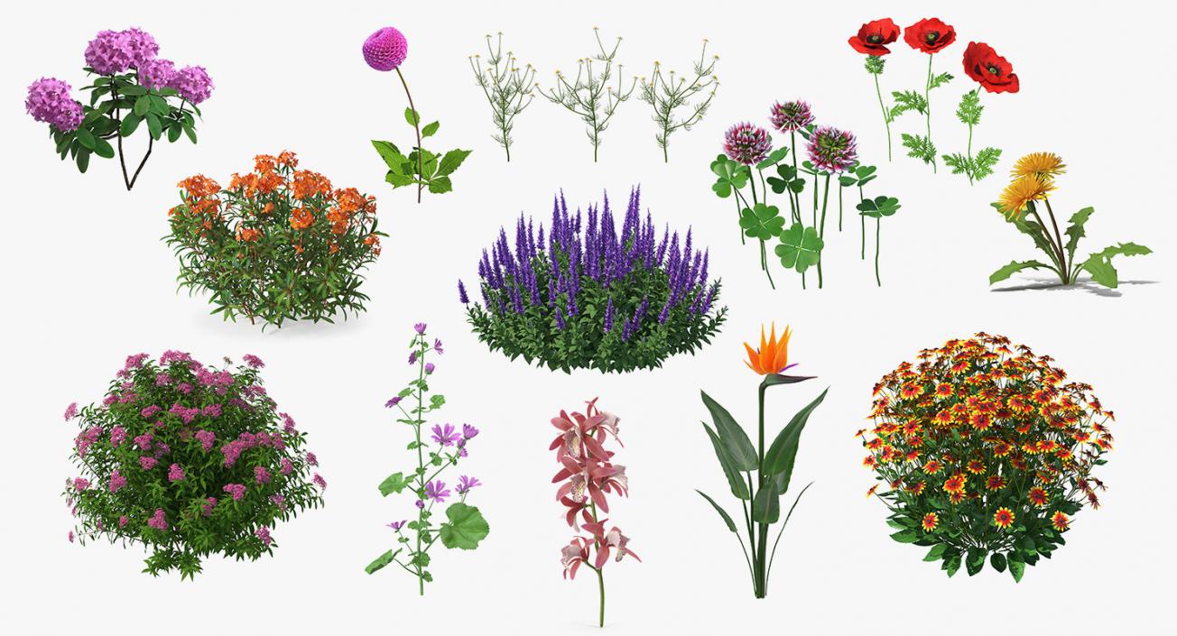 Flowering Plants Collection 9 3D model