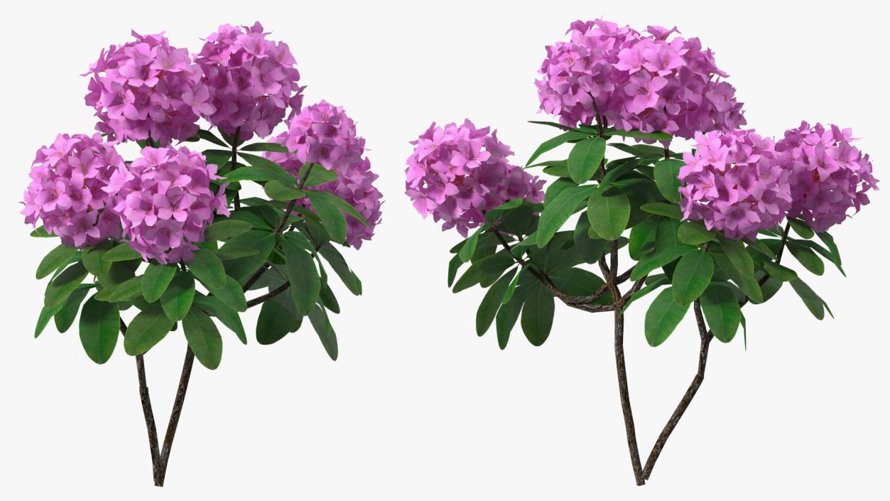 Flowering Plants Collection 9 3D model