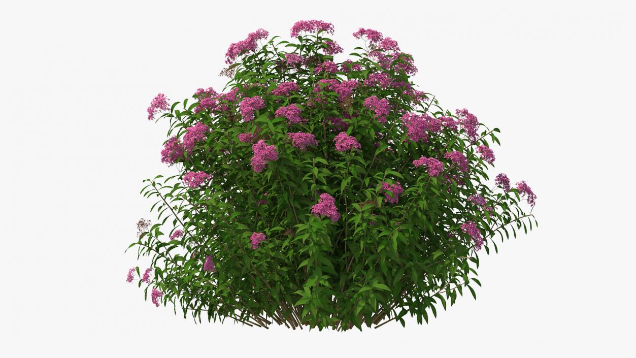 Flowering Plants Collection 9 3D model