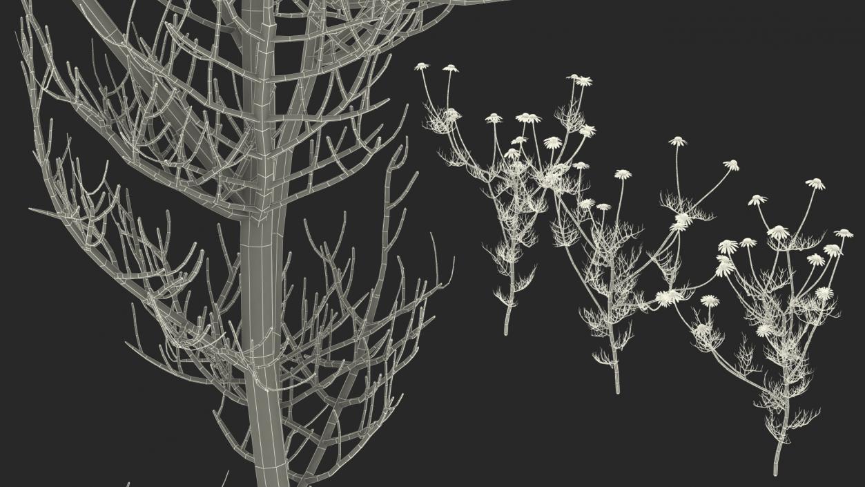 Flowering Plants Collection 9 3D model