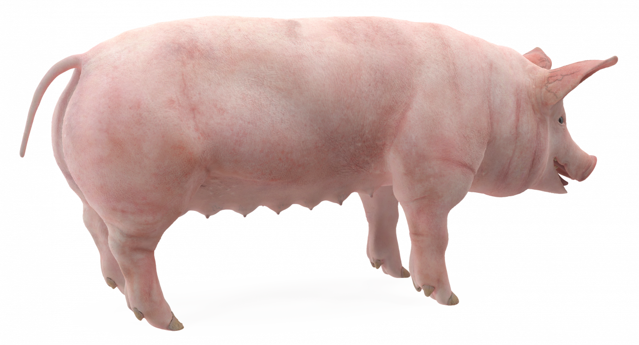 3D Pig Sow Landrace