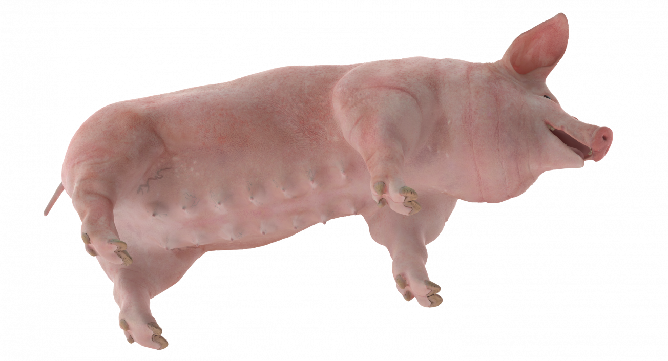 3D Pig Sow Landrace