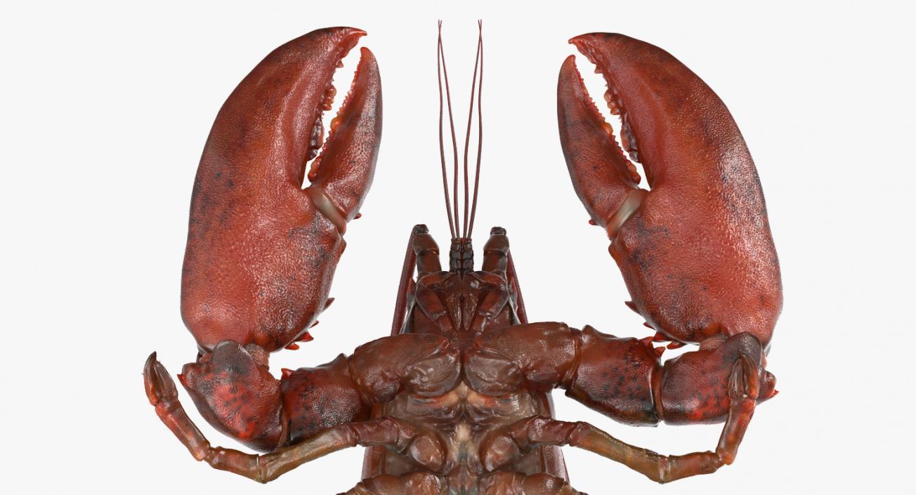 3D Lobster Pose 2 with Fur model