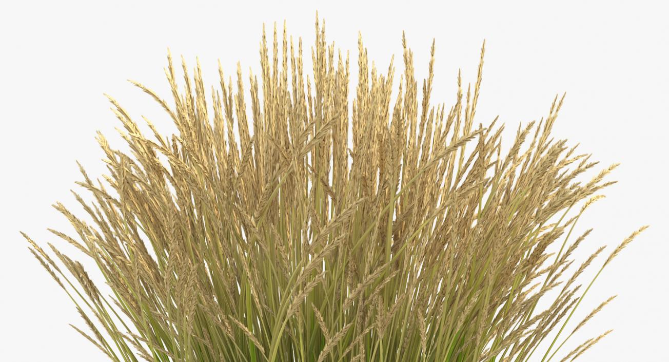 3D Calamagrostis Karl Foerster Grass model