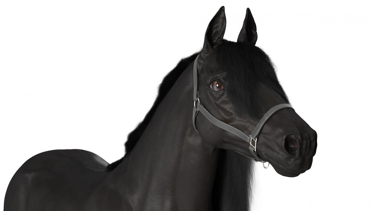 3D model Friesian Horse Fur Rigged