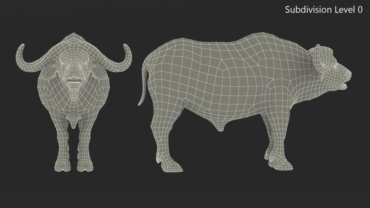 3D Syncerus Caffer African Buffalo