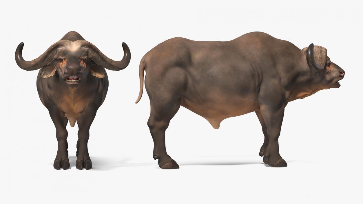 3D Syncerus Caffer African Buffalo