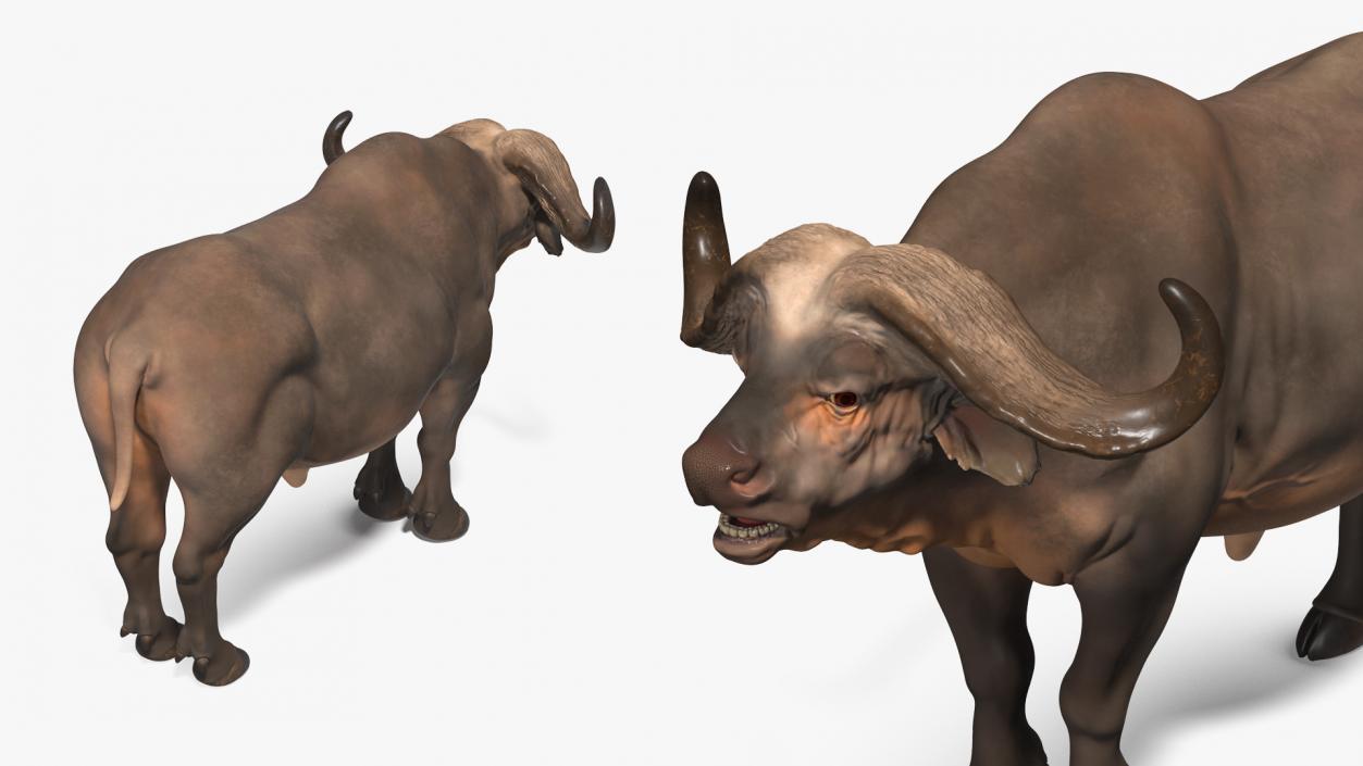 3D Syncerus Caffer African Buffalo