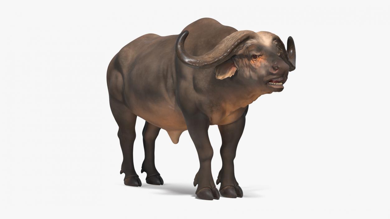 3D Syncerus Caffer African Buffalo