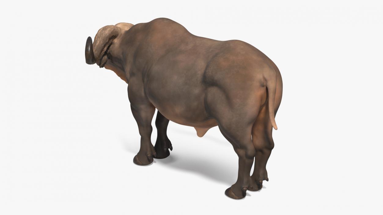 3D Syncerus Caffer African Buffalo