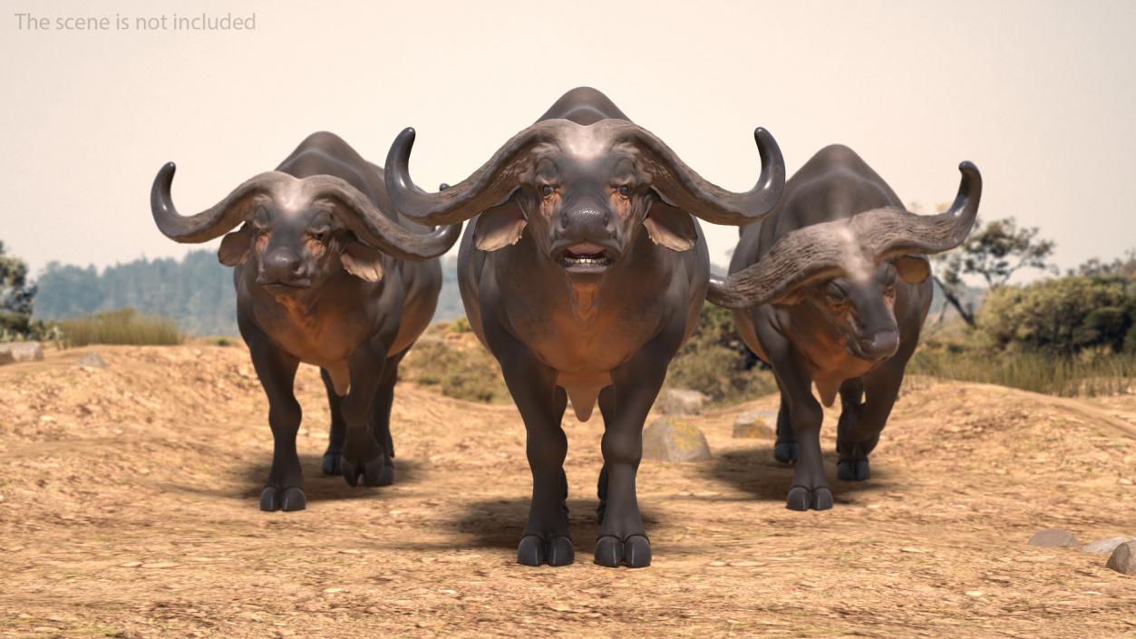 3D Syncerus Caffer African Buffalo