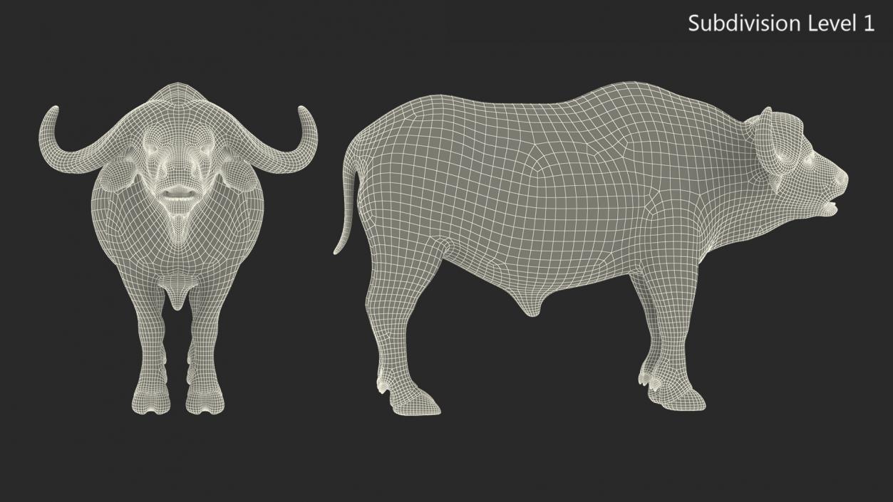 3D Syncerus Caffer African Buffalo