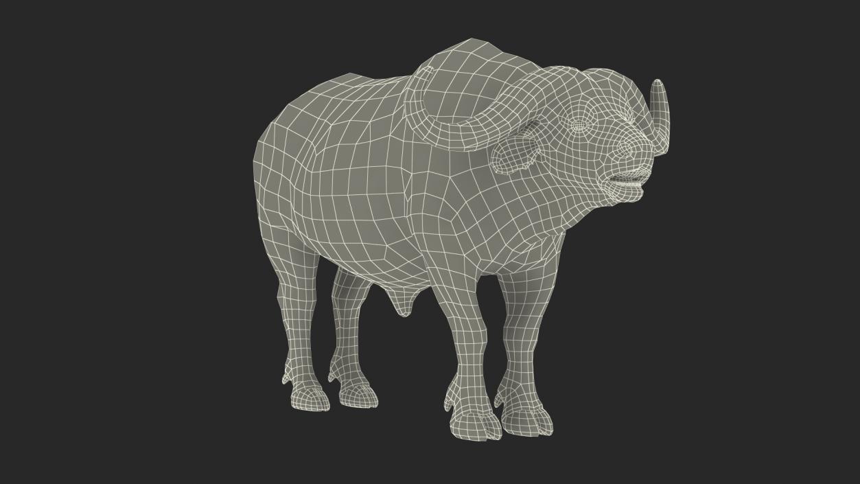 3D Syncerus Caffer African Buffalo