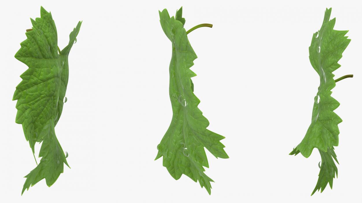 3D model Grape Leaf