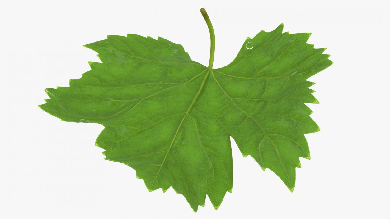 3D model Grape Leaf