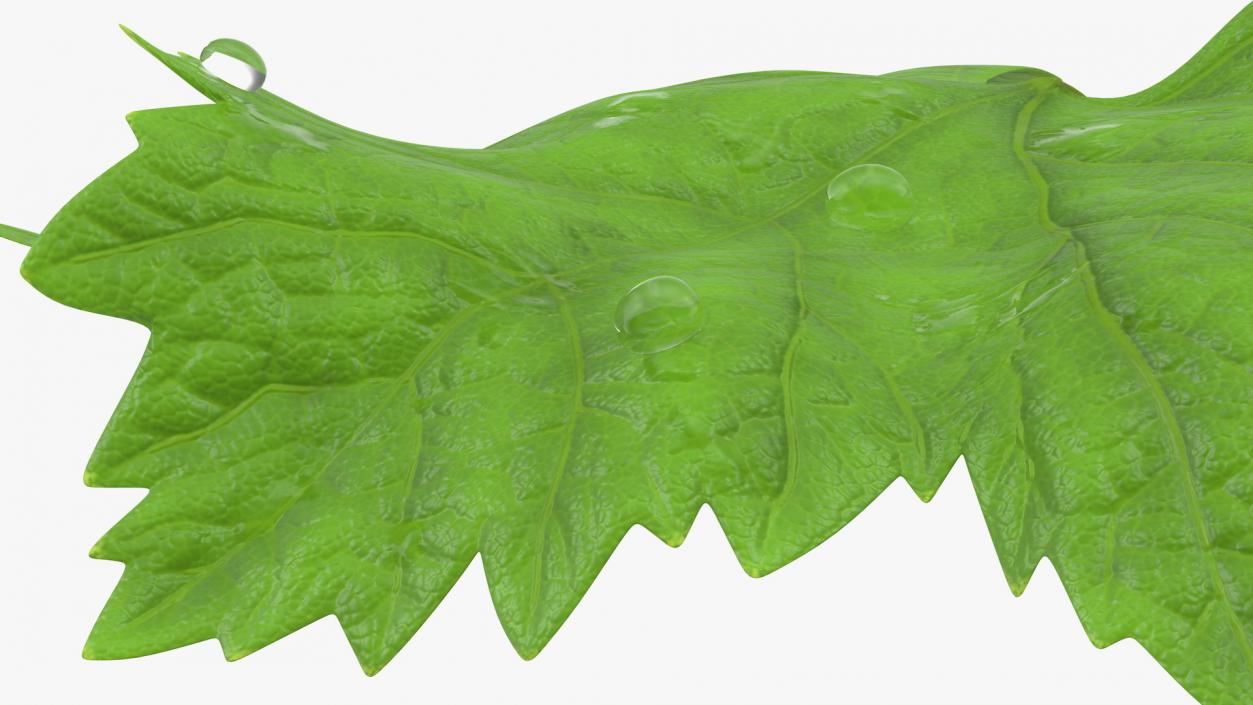 3D model Grape Leaf