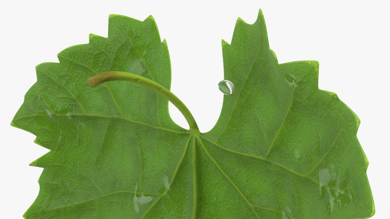 3D model Grape Leaf