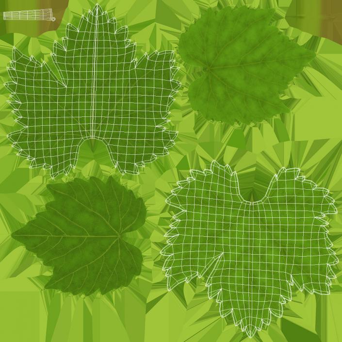 3D model Grape Leaf