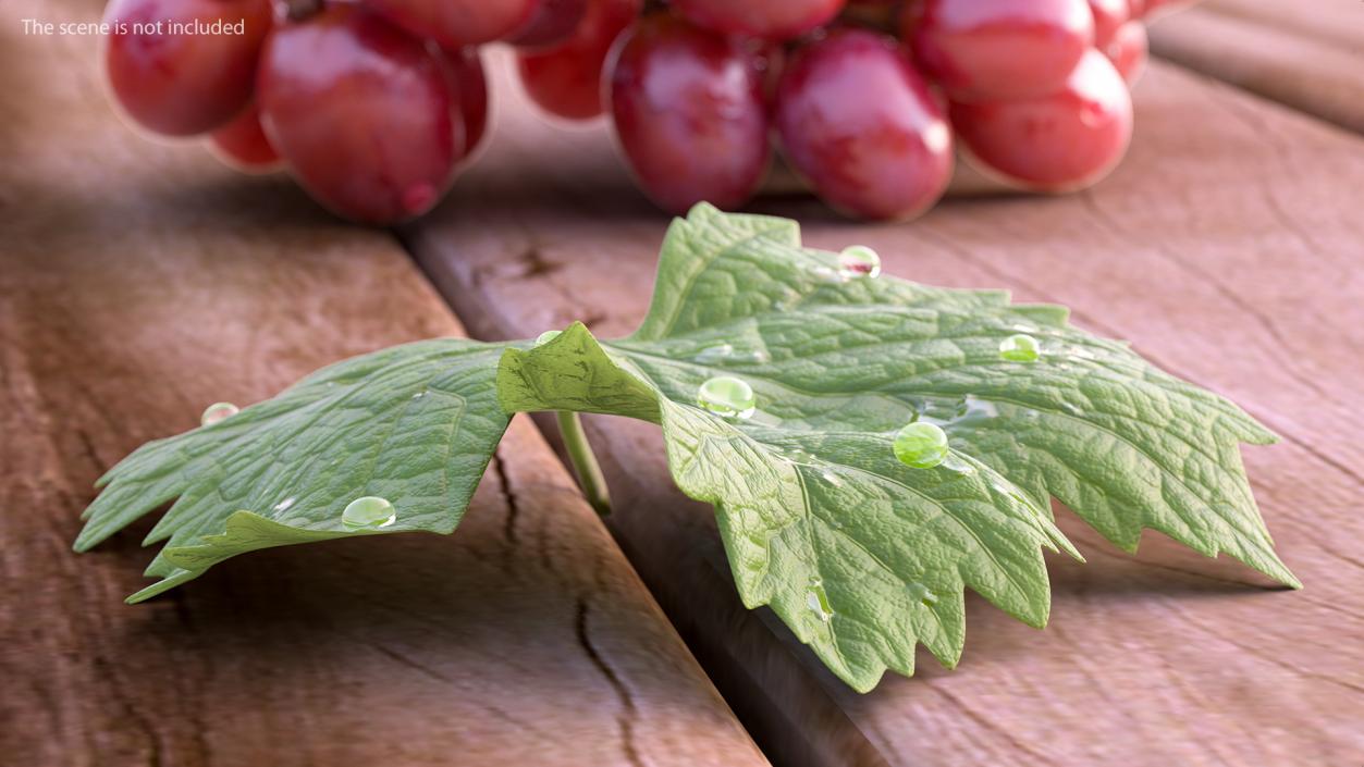 3D model Grape Leaf