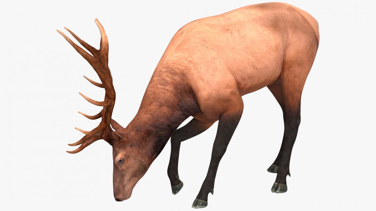 Realistic Elk Rigged for Maya 3D model