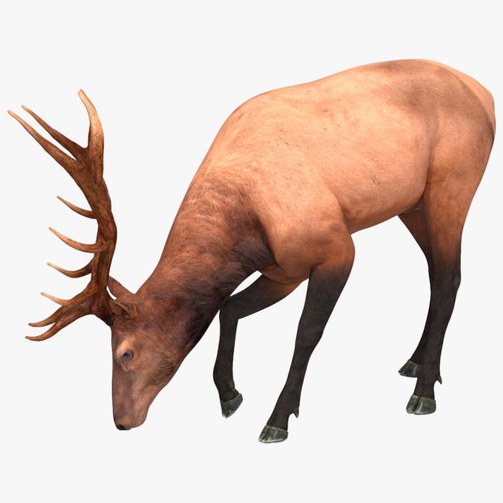 Realistic Elk Rigged for Maya 3D model