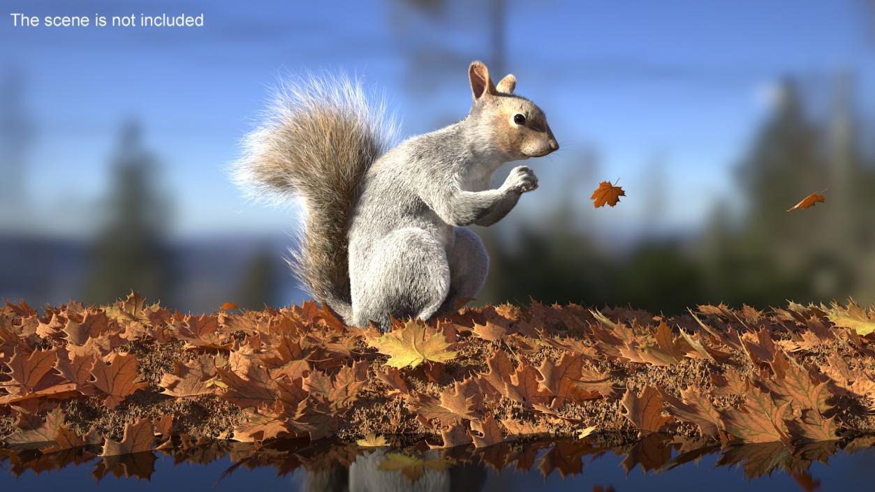 3D model Gray Squirrel in a Sitting Pose Fur