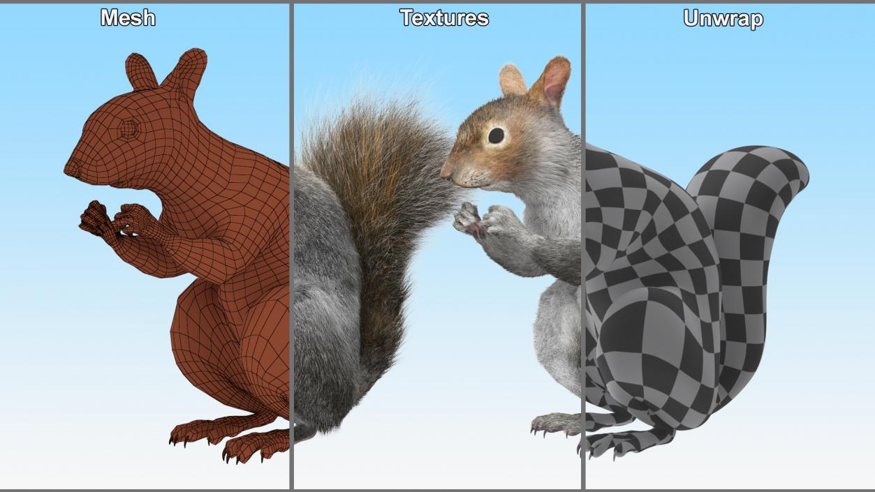 3D model Gray Squirrel in a Sitting Pose Fur