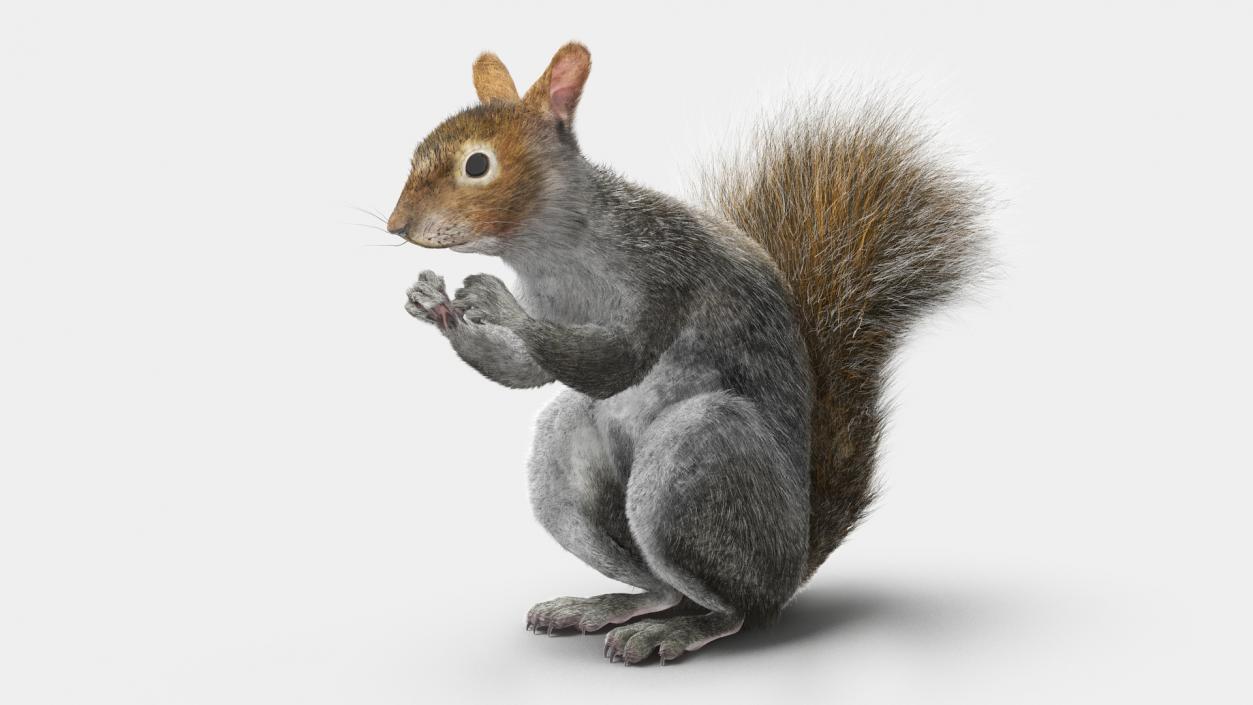 3D model Gray Squirrel in a Sitting Pose Fur