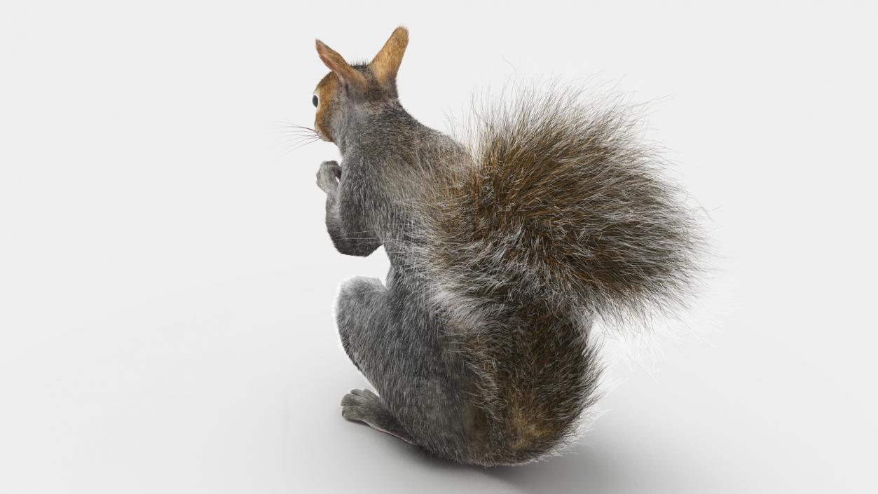 3D model Gray Squirrel in a Sitting Pose Fur