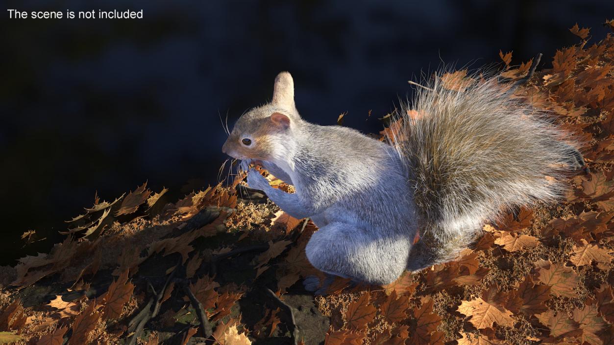 3D model Gray Squirrel in a Sitting Pose Fur