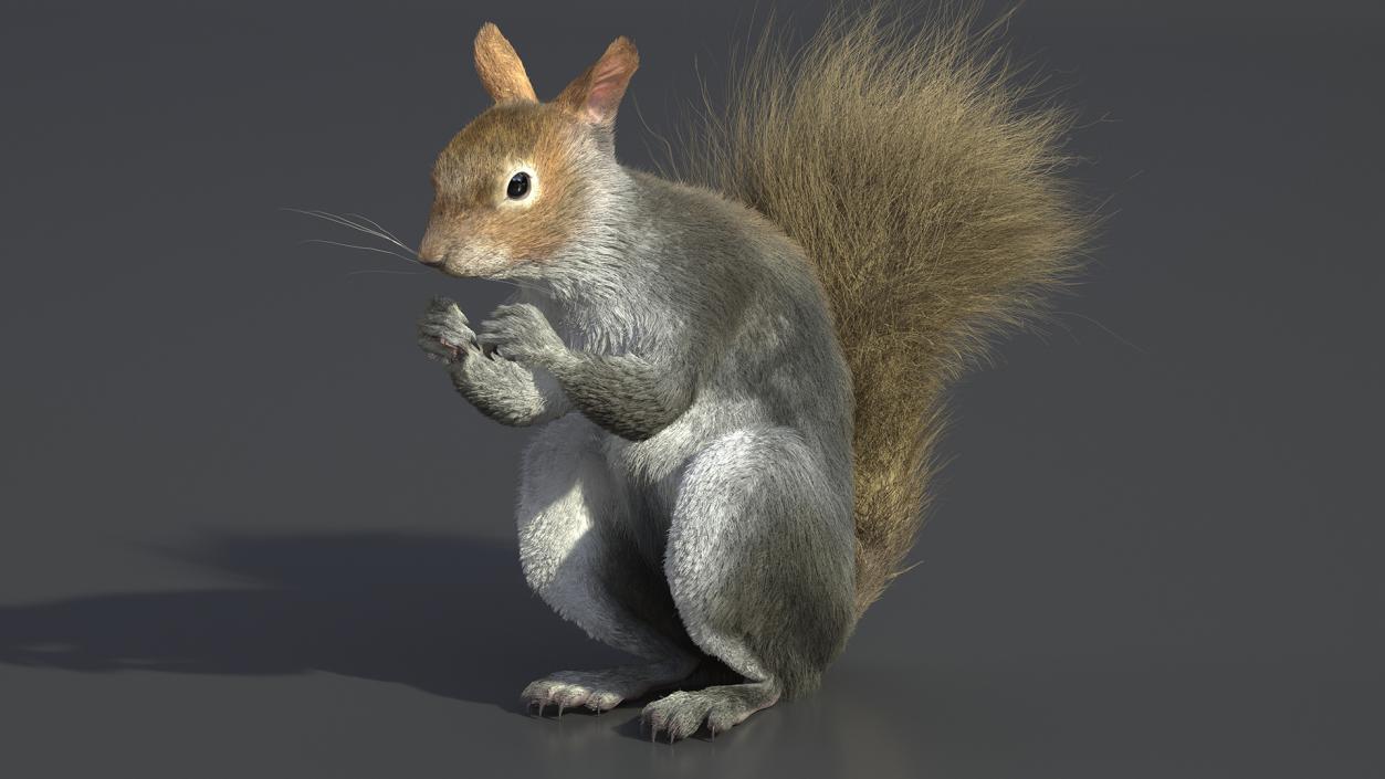 3D model Gray Squirrel in a Sitting Pose Fur