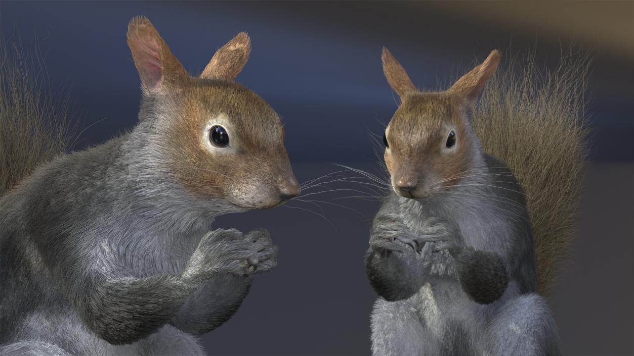 3D model Gray Squirrel in a Sitting Pose Fur