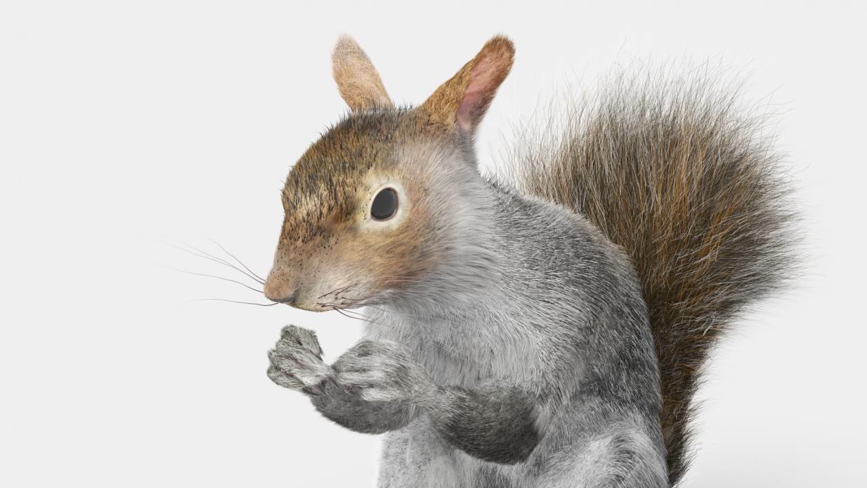 3D model Gray Squirrel in a Sitting Pose Fur