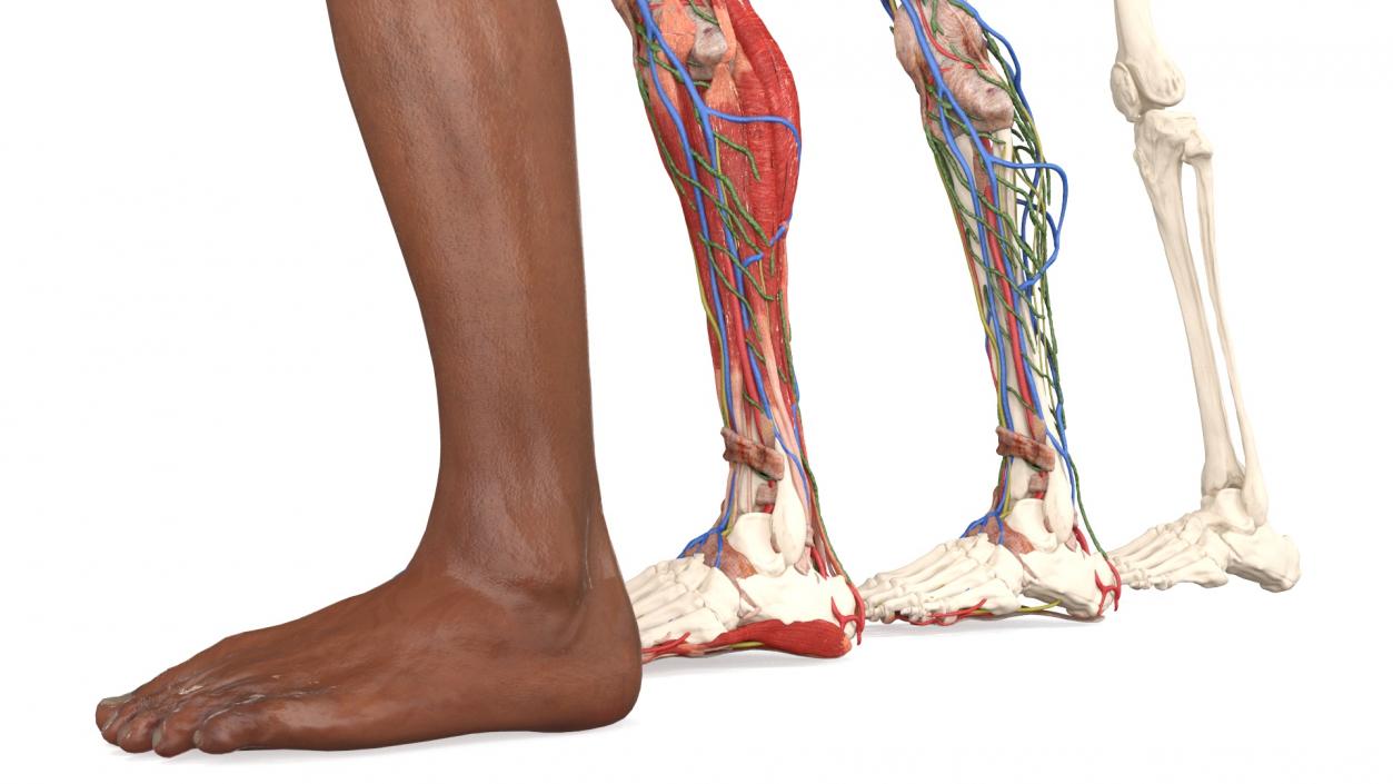 3D Male Leg Realistic Anatomy