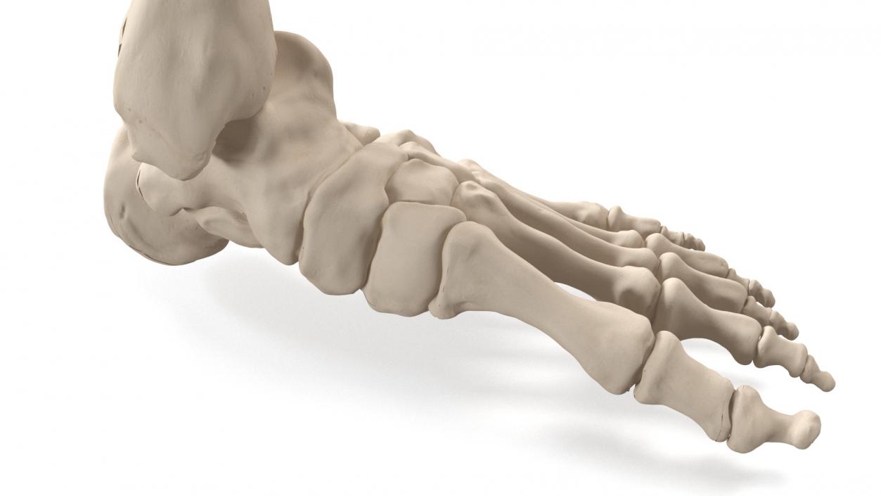 3D Male Leg Realistic Anatomy