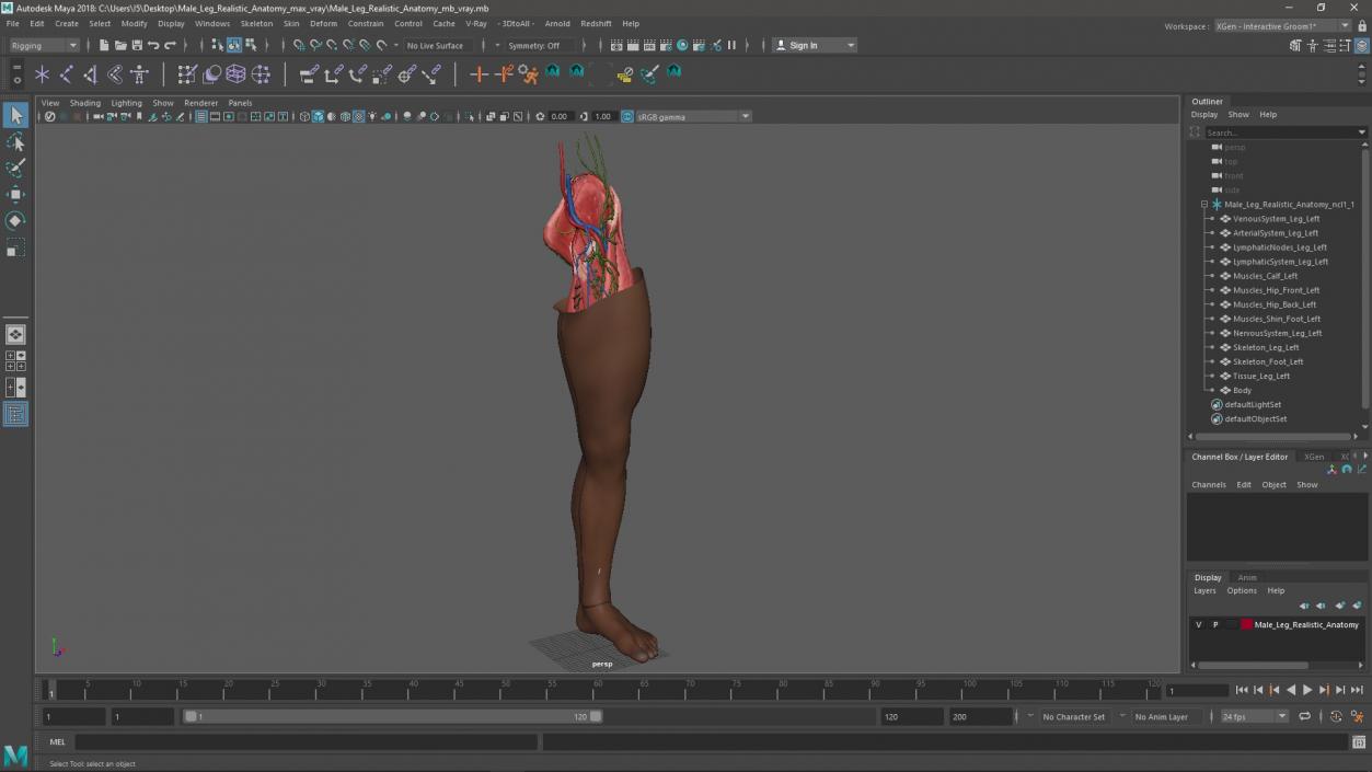 3D Male Leg Realistic Anatomy