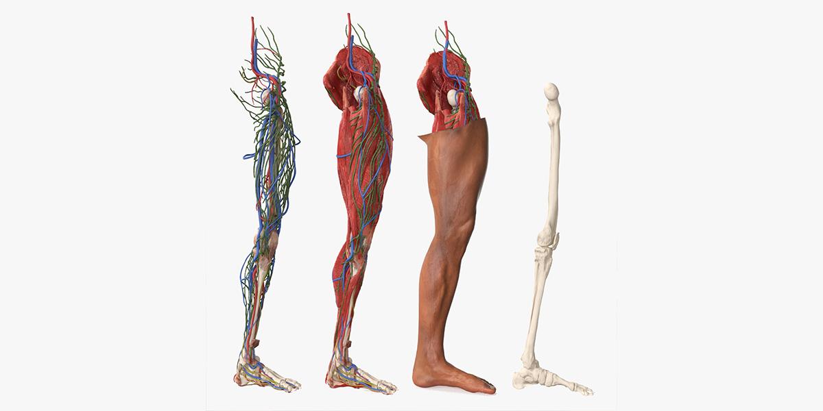 3D Male Leg Realistic Anatomy