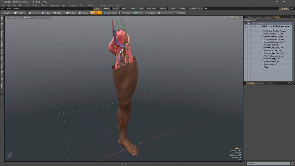 3D Male Leg Realistic Anatomy