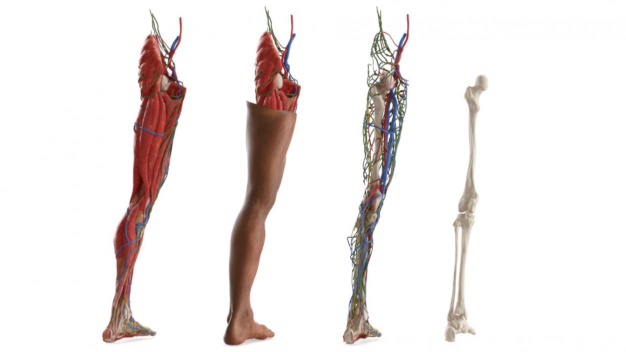 3D Male Leg Realistic Anatomy