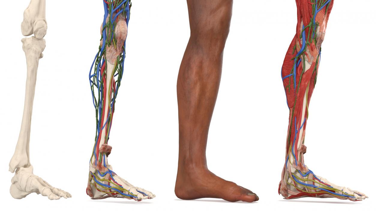 3D Male Leg Realistic Anatomy