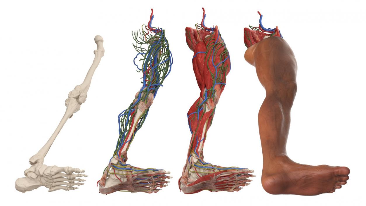 3D Male Leg Realistic Anatomy