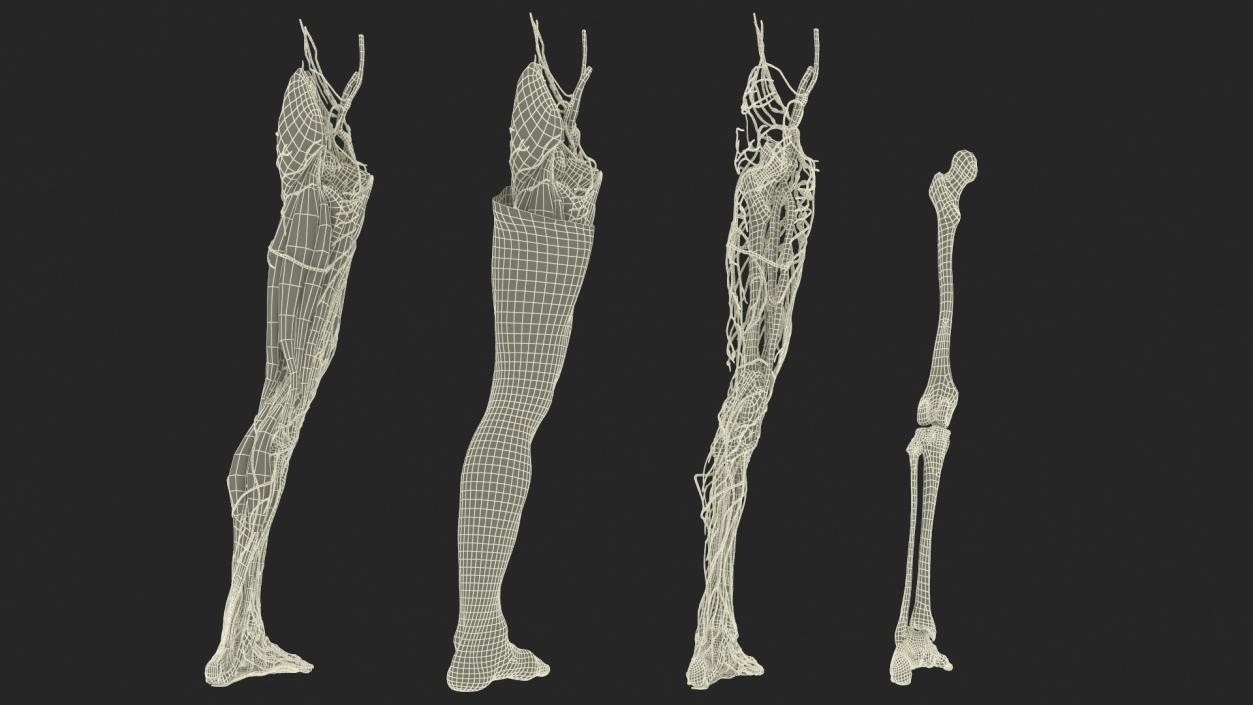 3D Male Leg Realistic Anatomy